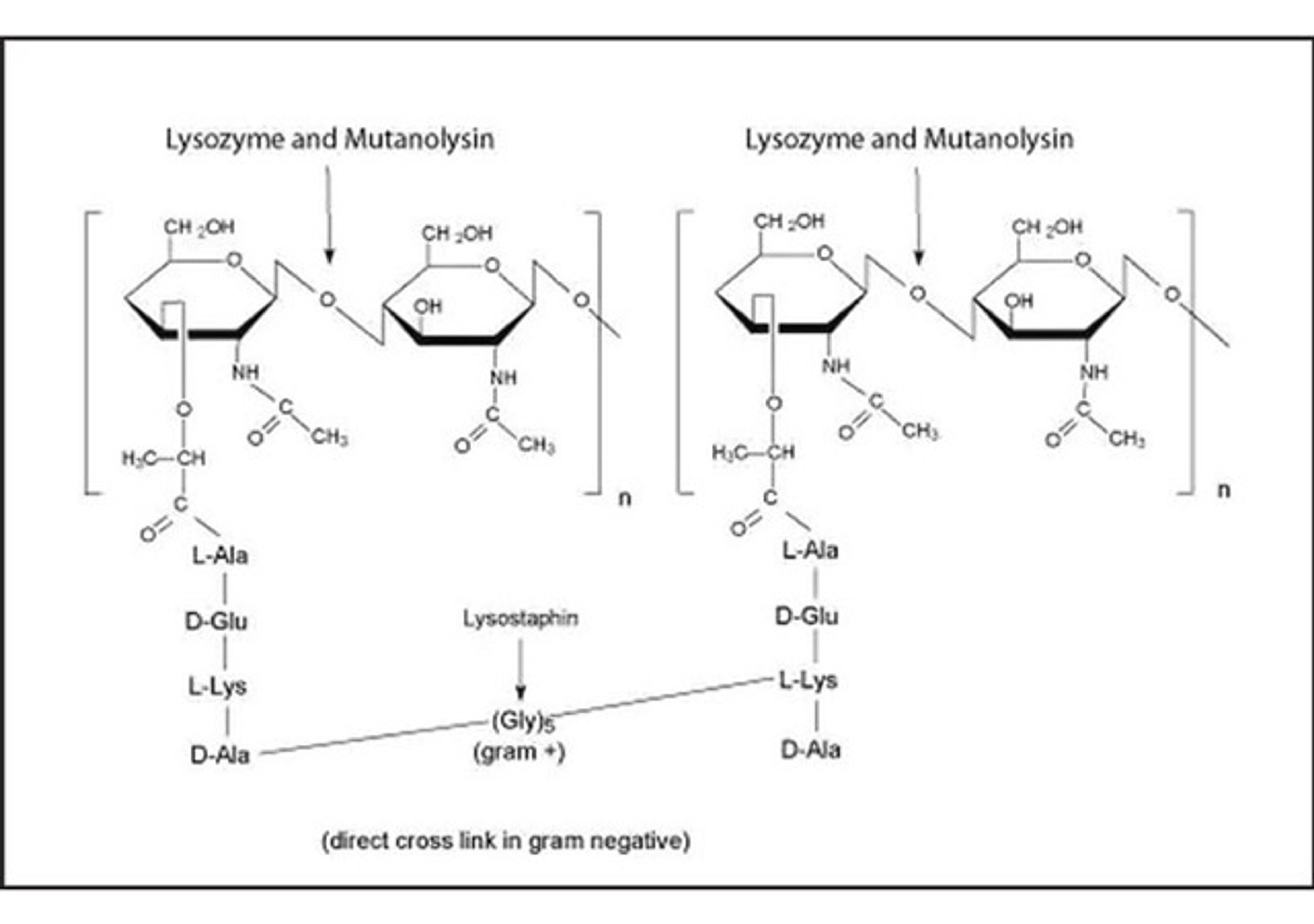 Mutanolysin From Streptomyces globisporus ATCC 21553 - Merck - Drug Discovery & Development