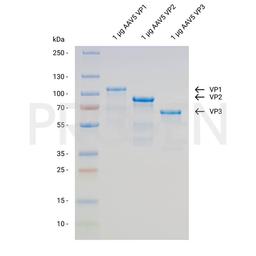 AAV5 VP1 + VP2 + VP3, recombinant proteins, set - PROGEN