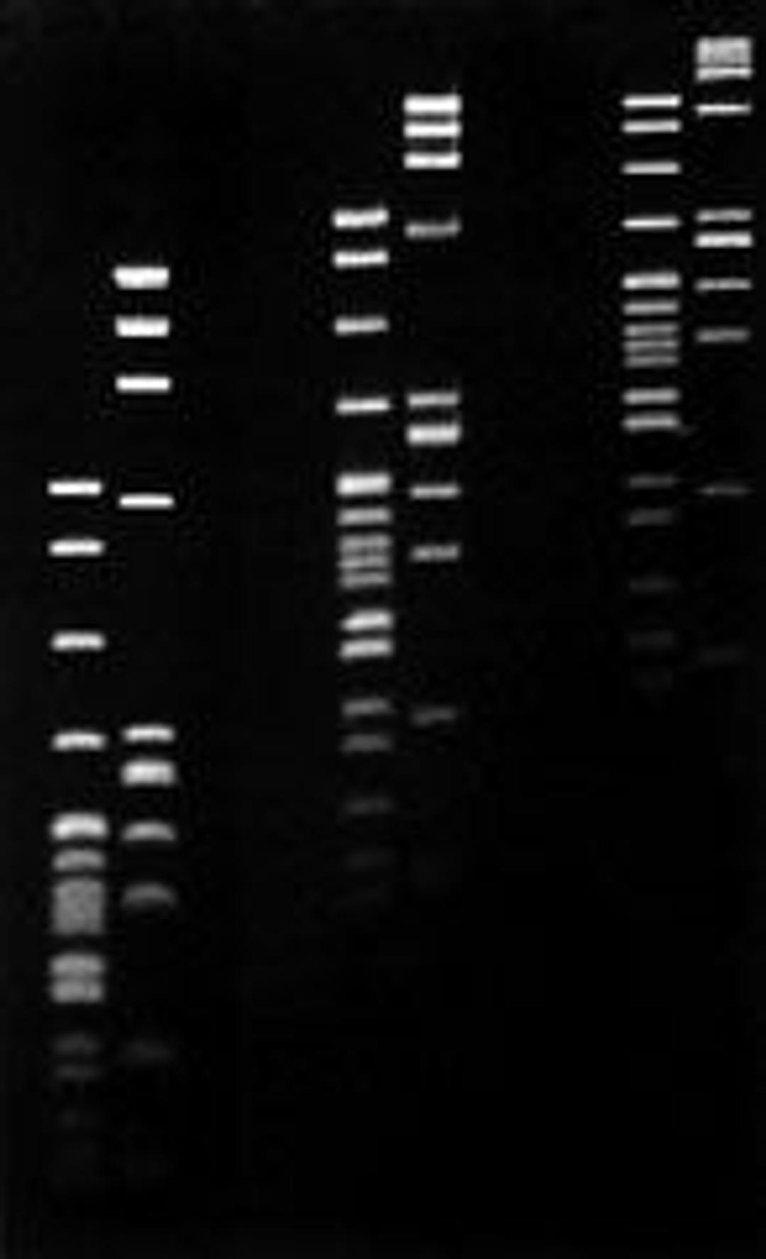 Agarose LM (Low Melting) - Axygen Scientific, Inc. - Life Sciences