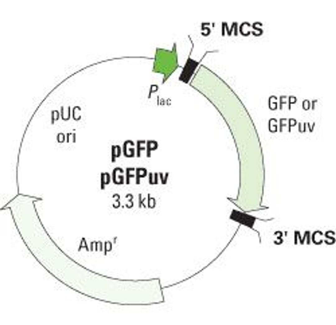 GFP Variant Vectors - Takara Bio - Life Sciences