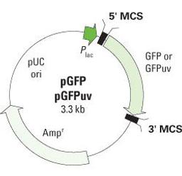 GFP Variant Vectors - Takara Bio - Life Sciences