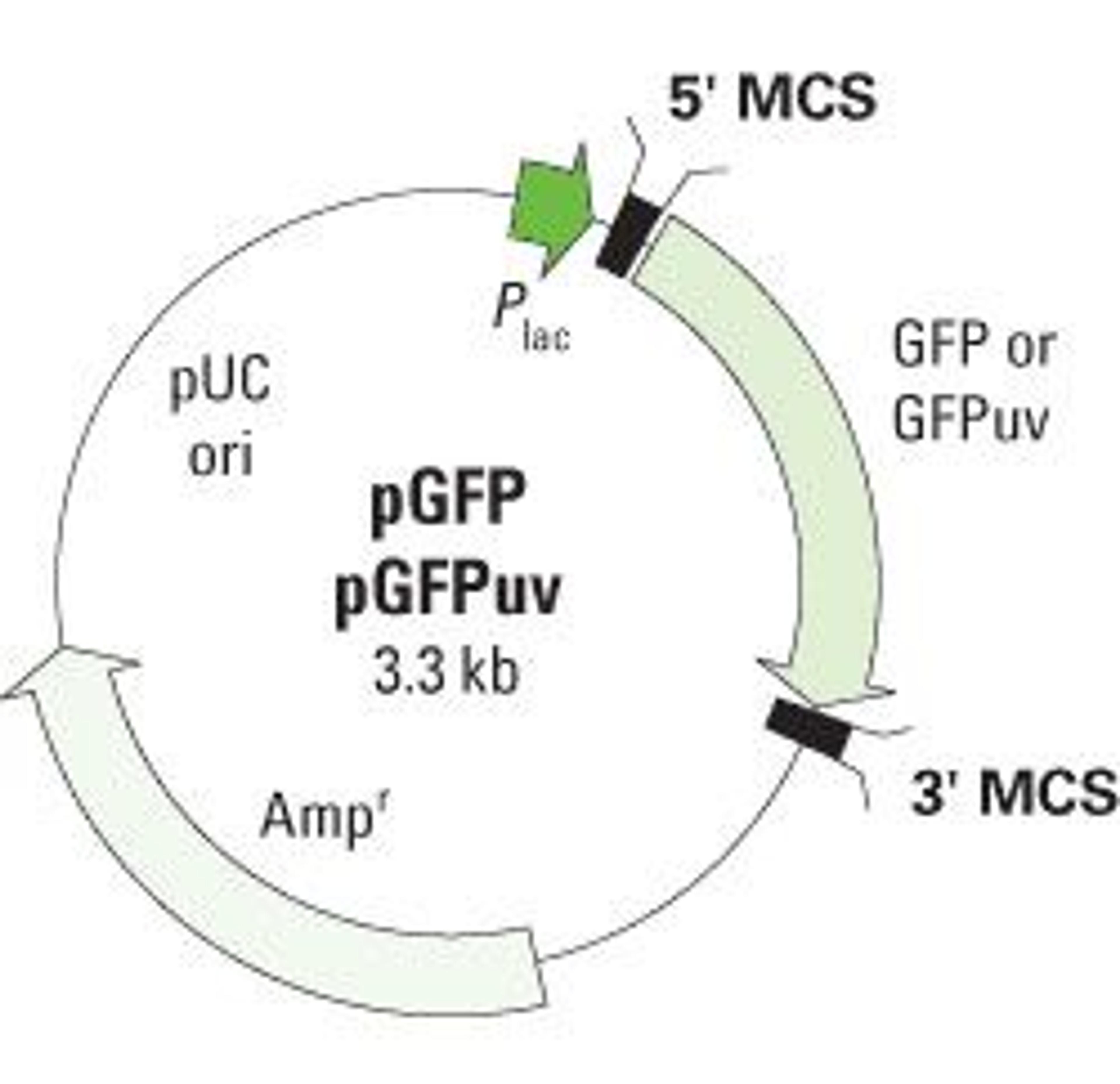 GFP Variant Vectors - Takara Bio - Life Sciences