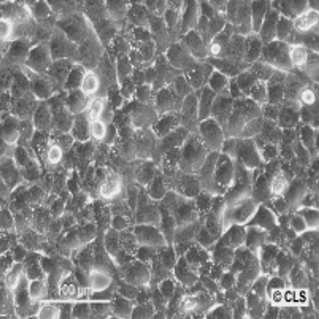 T24 - Cell Lines Service GmbH - Life Sciences