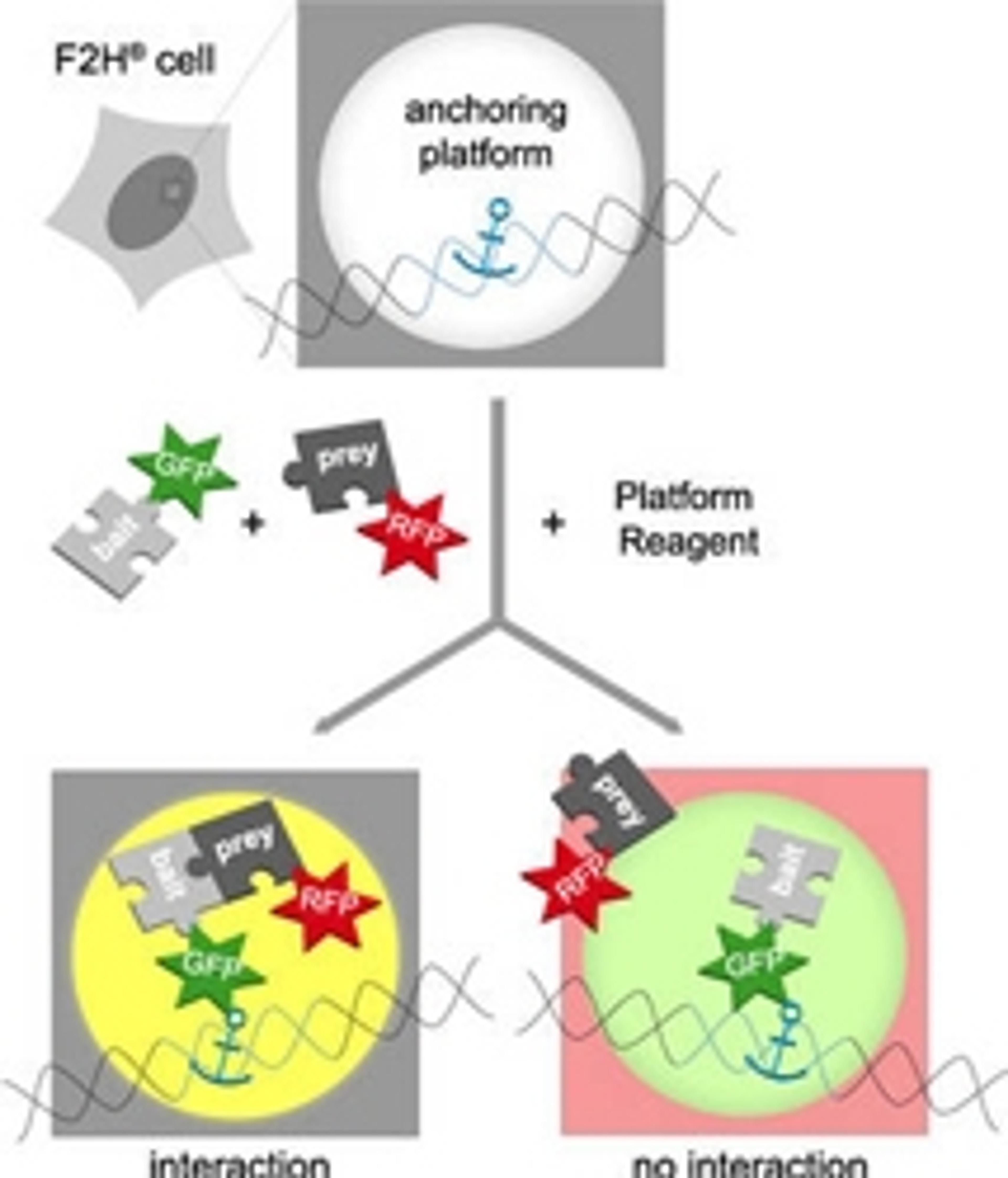 F2H Assay Kit - Chromotek GmbH - Life Sciences