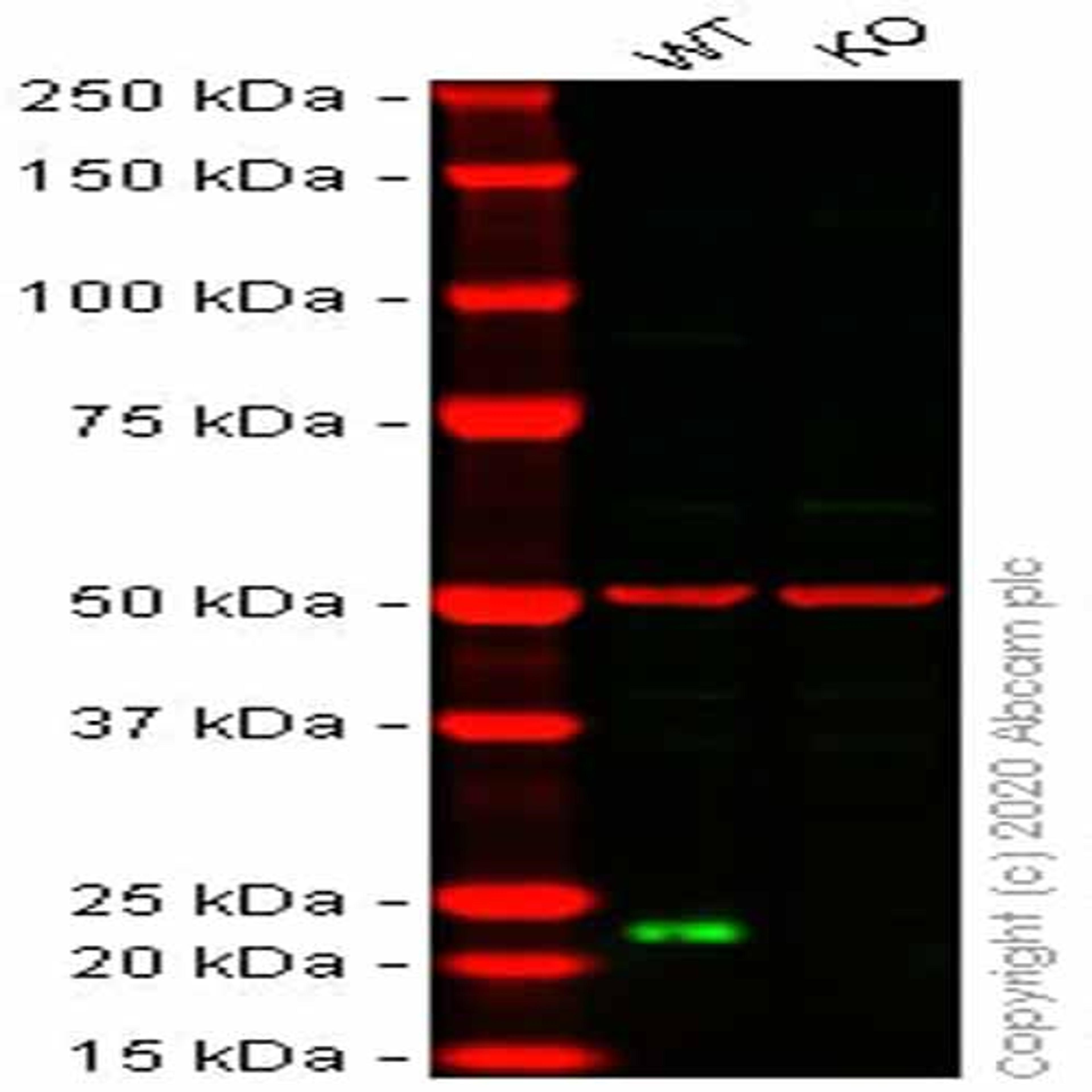 Human CBX3 (HP1 gamma) knockout HeLa cell line - Abcam plc - Life Sciences