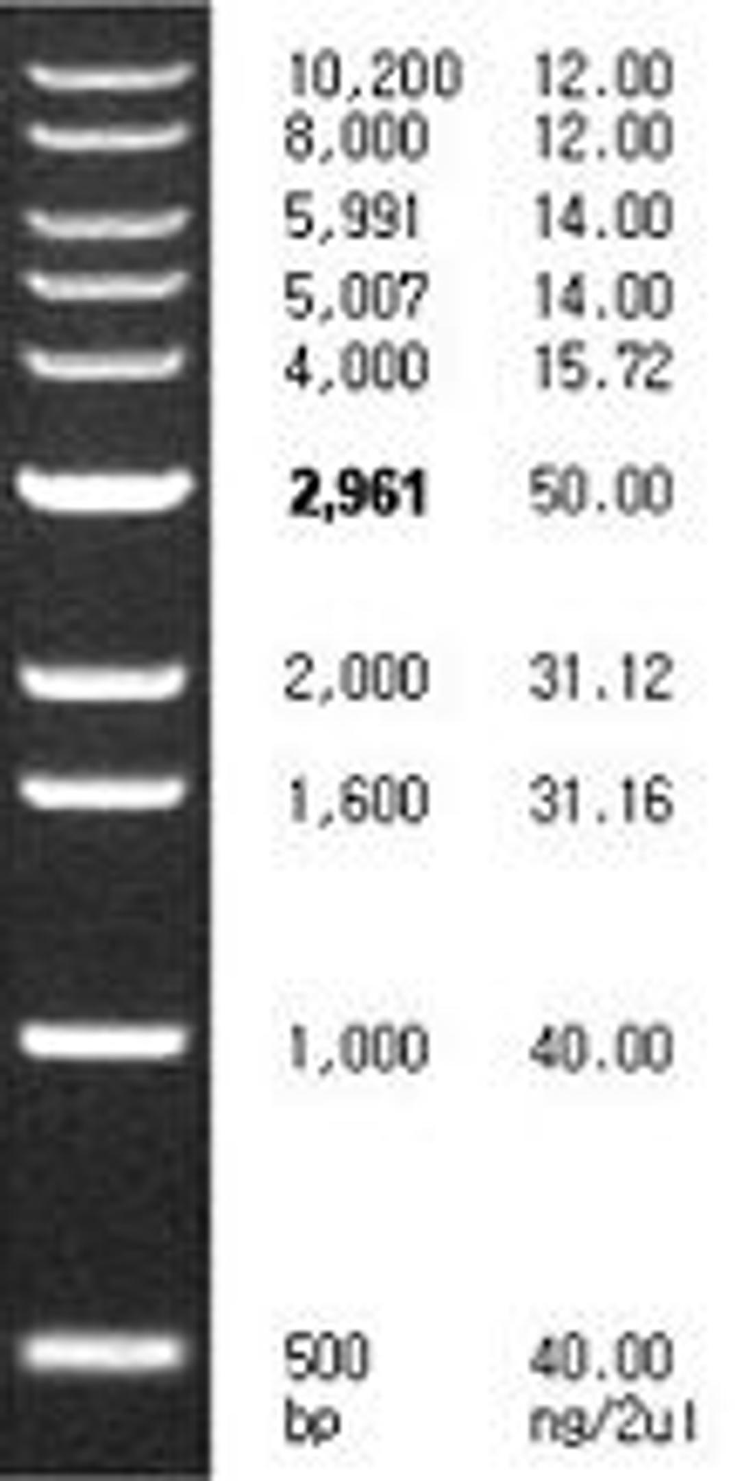 1 kb DNA Ladder, 500 - 10,200 bp, 500 µl (130 ng/µl) - Bioneer - Life Sciences