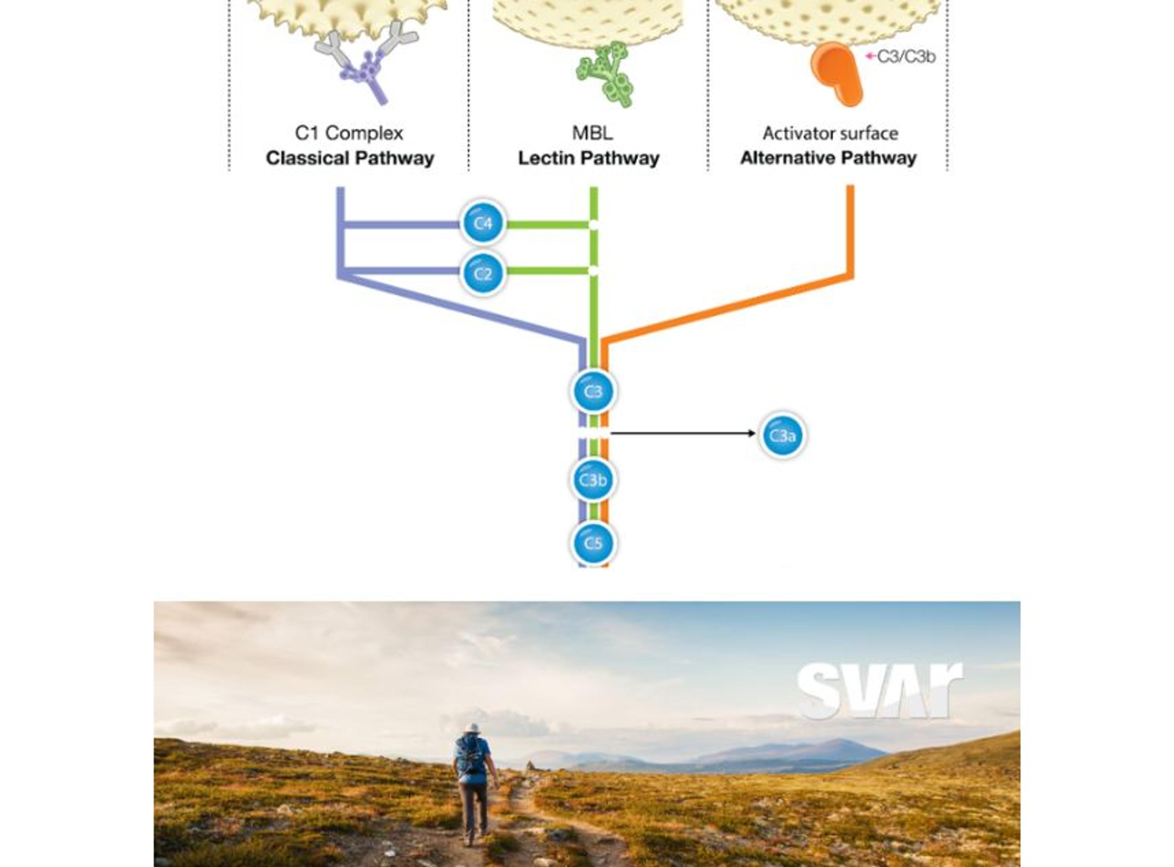 Wieslab® Functional Complement Assays - Svar Life Science AB - Drug discovery > Clinical Development