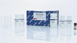 Blood & Cell Culture DNA Maxi Kit (10) - QIAGEN