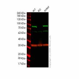 Human PFKP knockout HeLa cell line - Abcam plc - Life Sciences