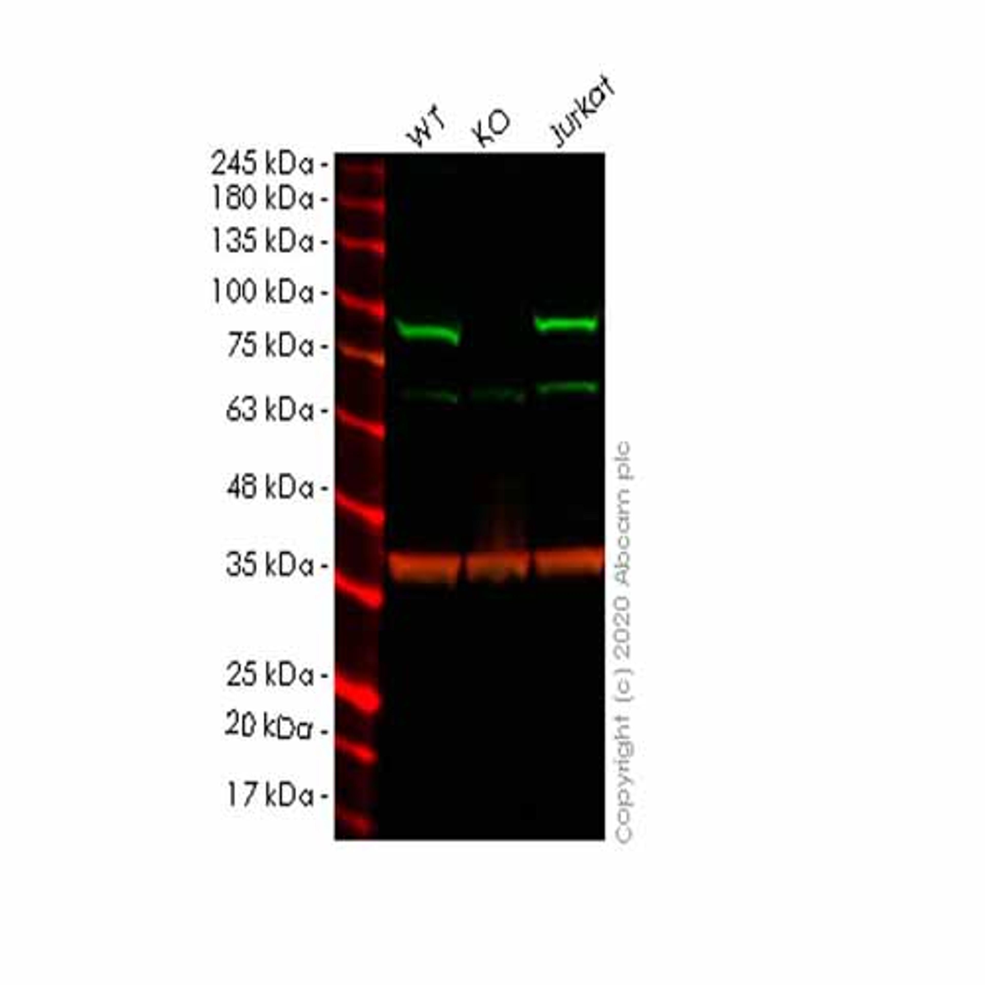 Human PFKP knockout HeLa cell line - Abcam plc - Life Sciences