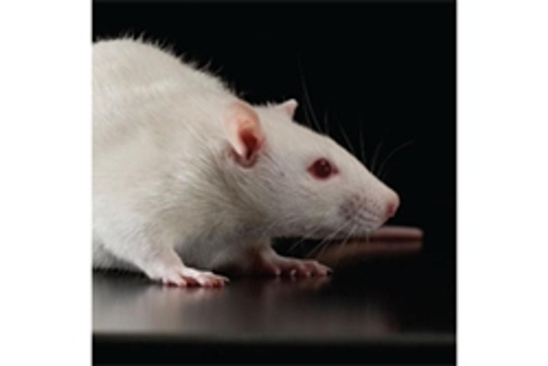 Cox1 Knockout Rat - SAGE Labs - Drug discovery > Pre-Clinical Development