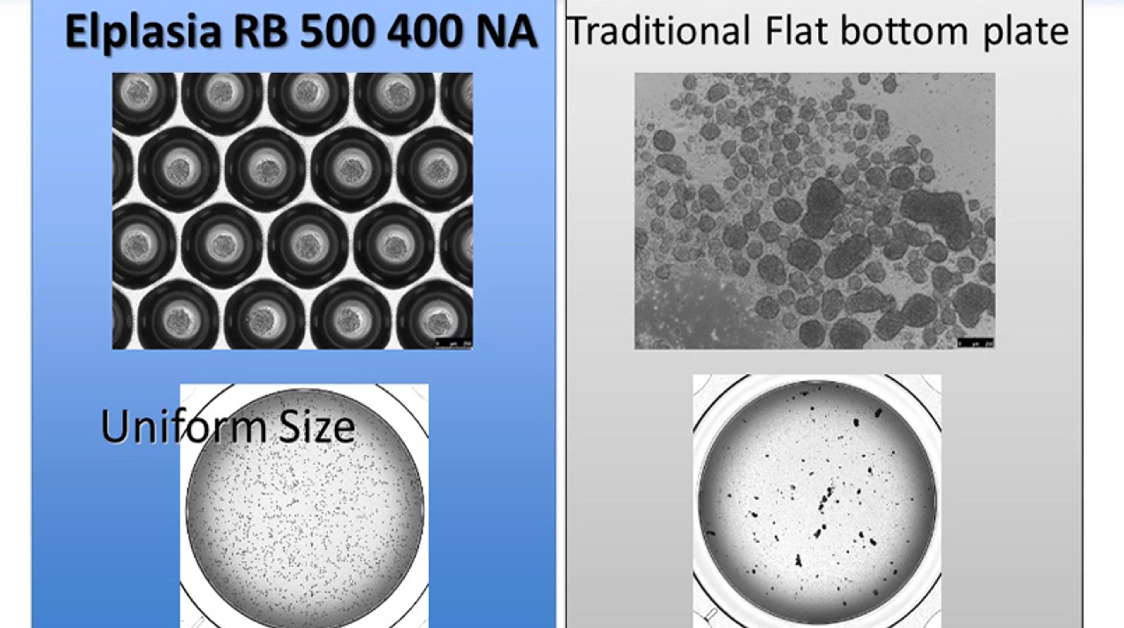 Elplasia Round Bottom Plates Elplasia Round Bottom Plates