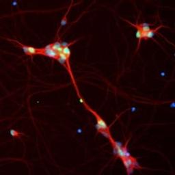 Custom Batch Neurons - BrainXell - Life Sciences