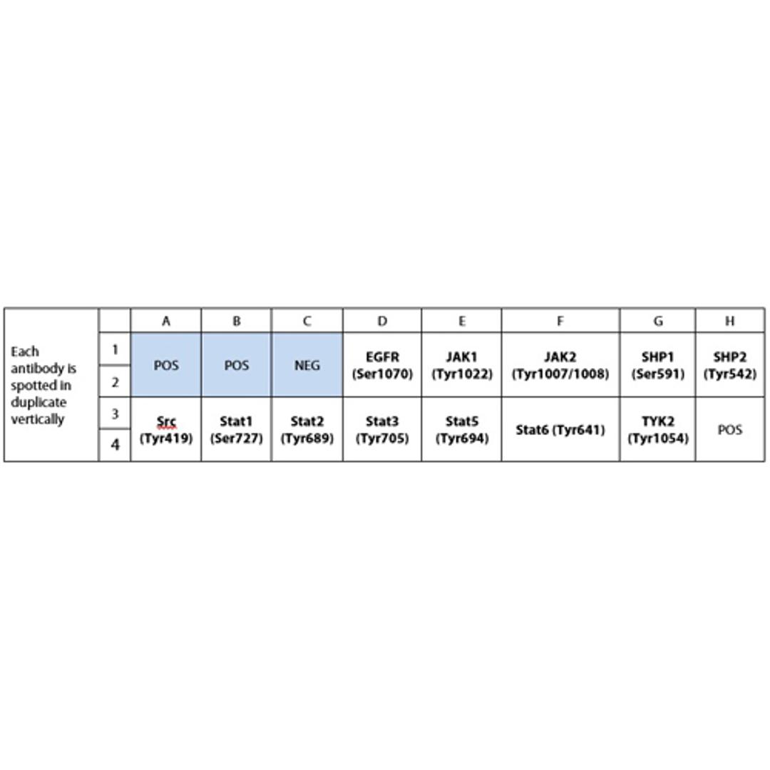 Human JAK/STAT Pathway Phosphorylation Array C1 - RayBiotech Inc. - Life Sciences
