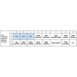 Human JAK/STAT Pathway Phosphorylation Array C1 - RayBiotech Inc. - Life Sciences