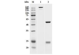 Mouse Anti-Fc P329G LALA Recombinant Antibody (clone P329G LALA)