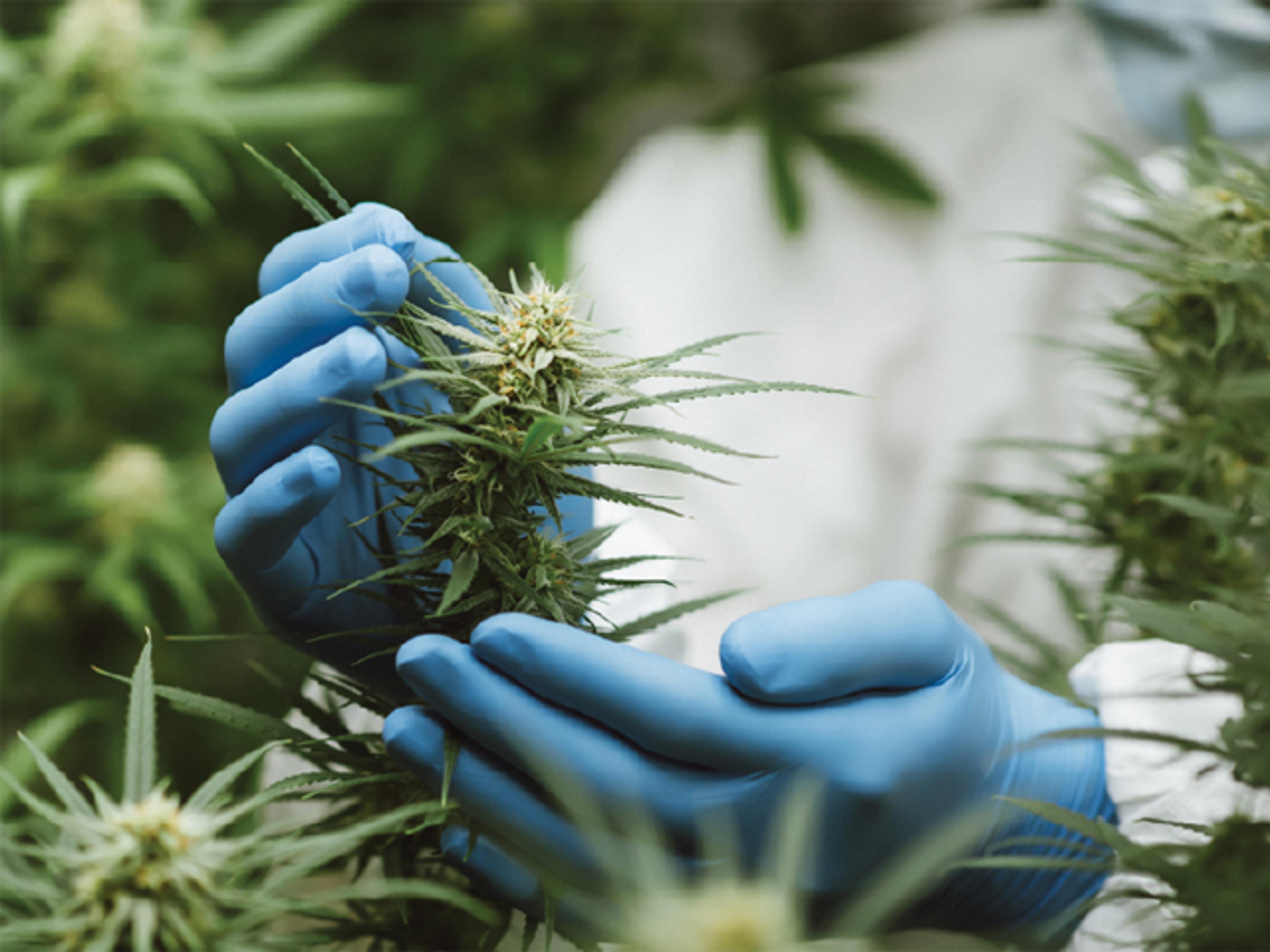 Cannabis - ZeptoMetrix - Analytical Reference Materials - Cannabis Testing