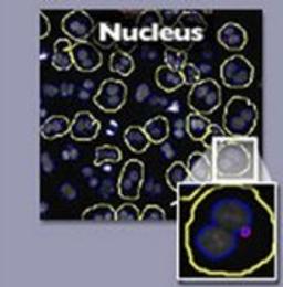 HitKit® HCS Reagent Kit for Micronucleus - null