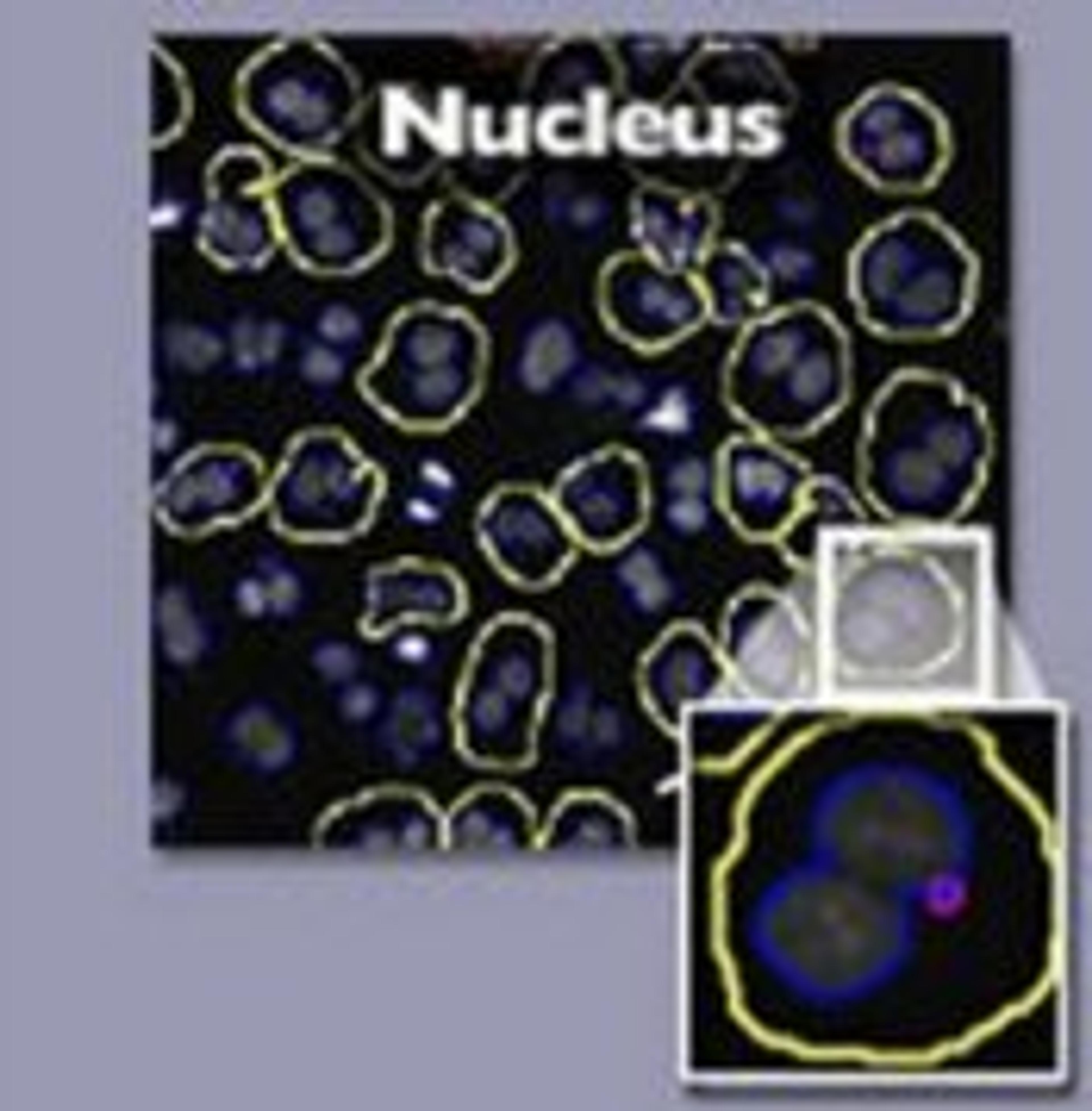 HitKit® HCS Reagent Kit for Micronucleus - null