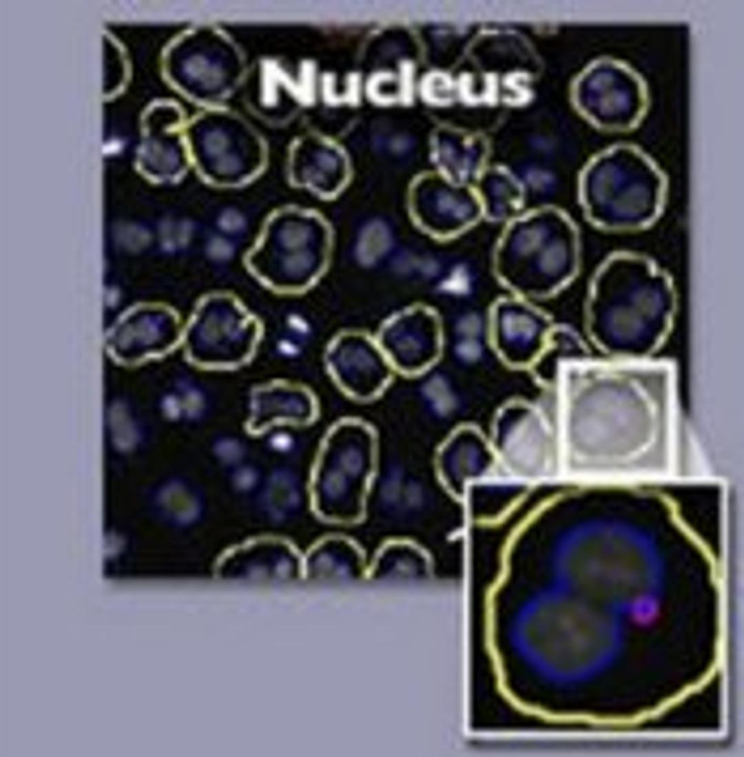 HitKit® HCS Reagent Kit for Micronucleus - null