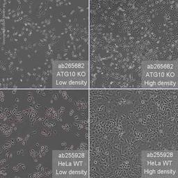Human ATG10 knockout HeLa cell line - Abcam plc - Life Sciences