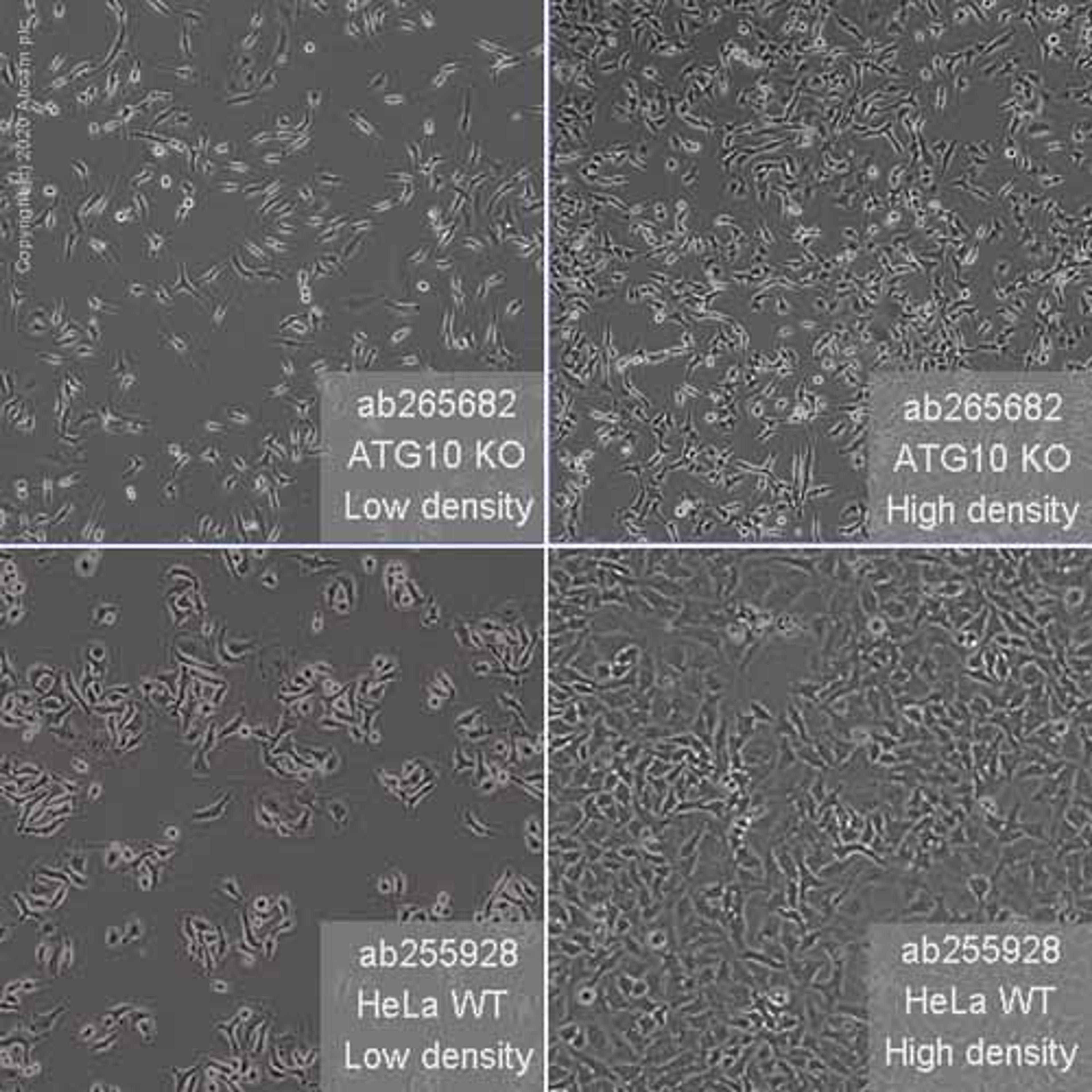 Human ATG10 knockout HeLa cell line - Abcam plc - Life Sciences