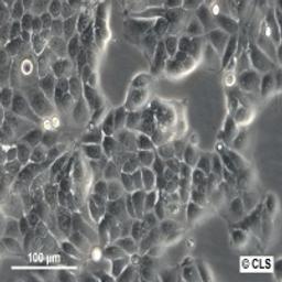 MCF-7 - Cell Lines Service GmbH - Life Sciences