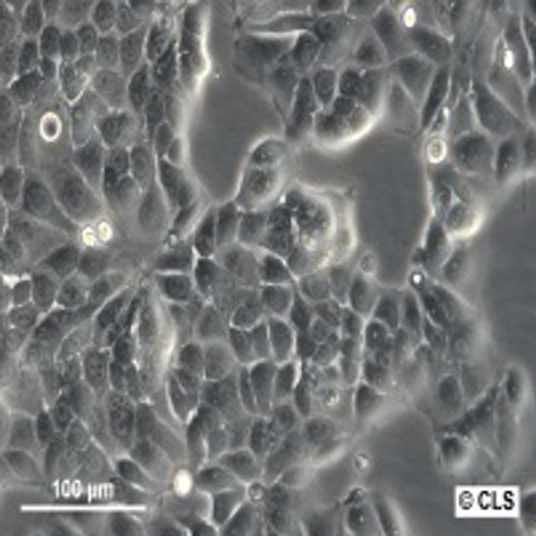 MCF-7 - Cell Lines Service GmbH - Life Sciences