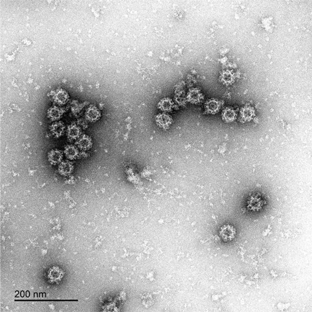 Norovirus-Like Particles - The Native Antigen Company - Life Sciences