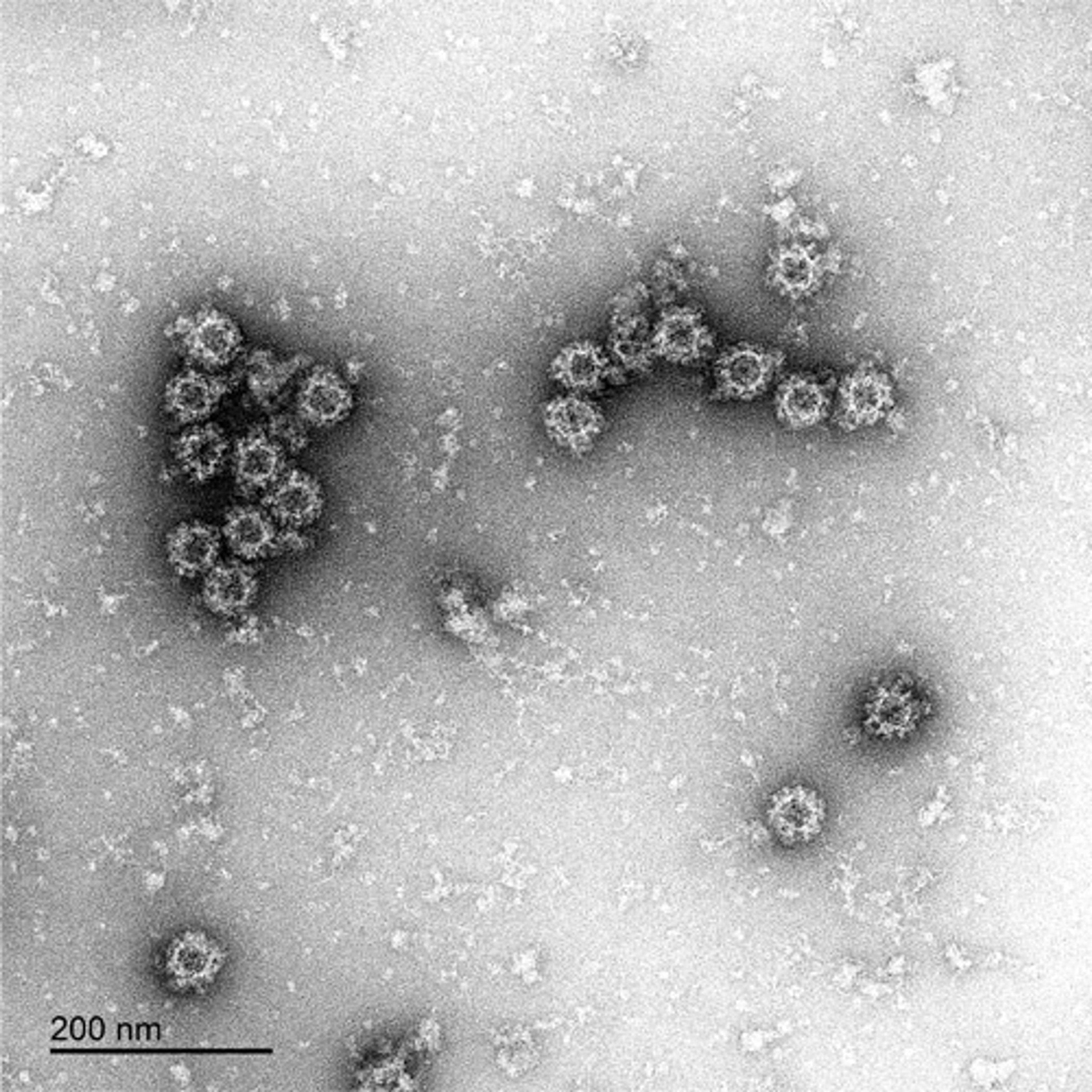 Norovirus-Like Particles - The Native Antigen Company - Life Sciences