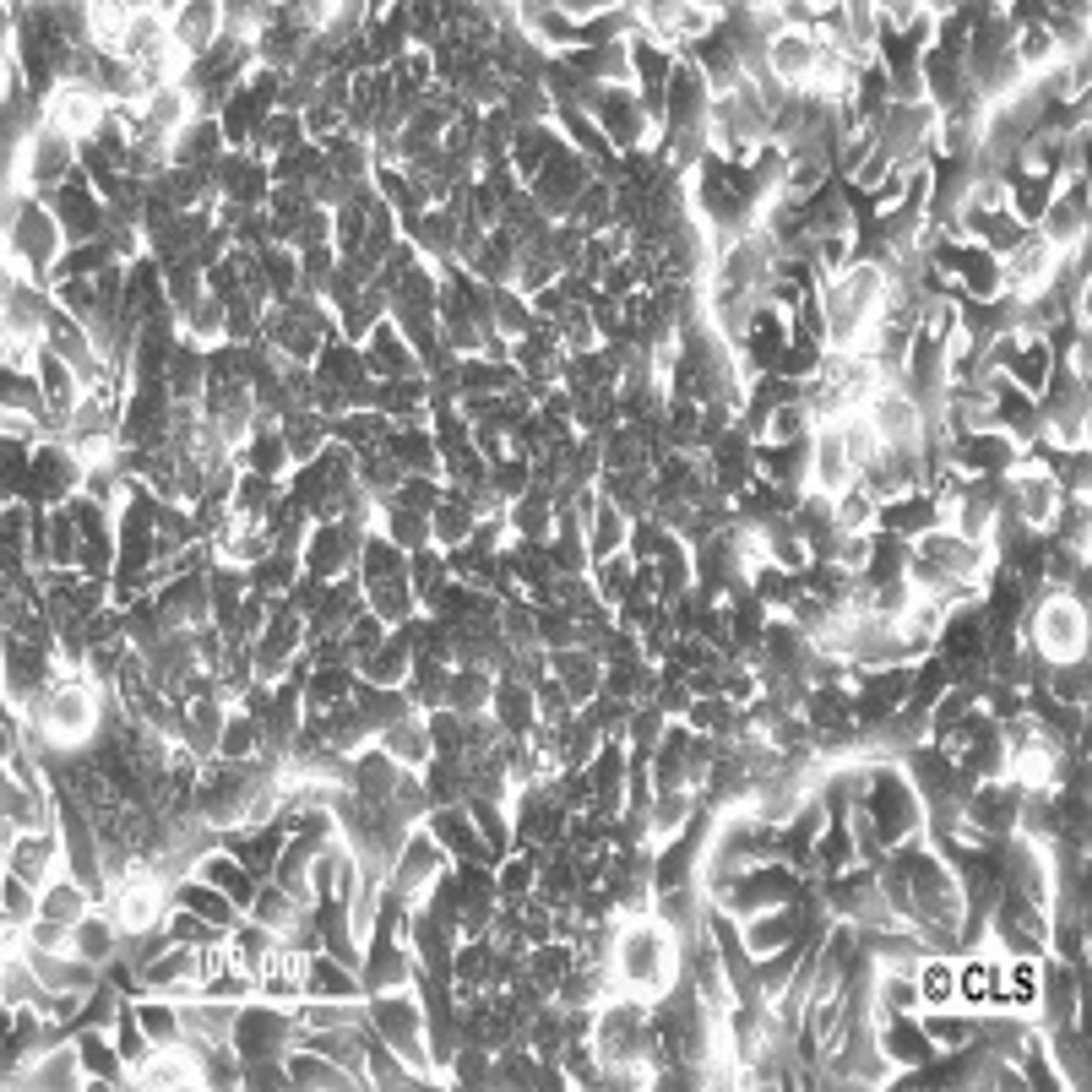 LMH - Cell Lines Service GmbH - Life Sciences