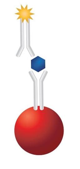 MagPlex-Avidin® Multiplexing Microspheres - Luminex - Life Sciences