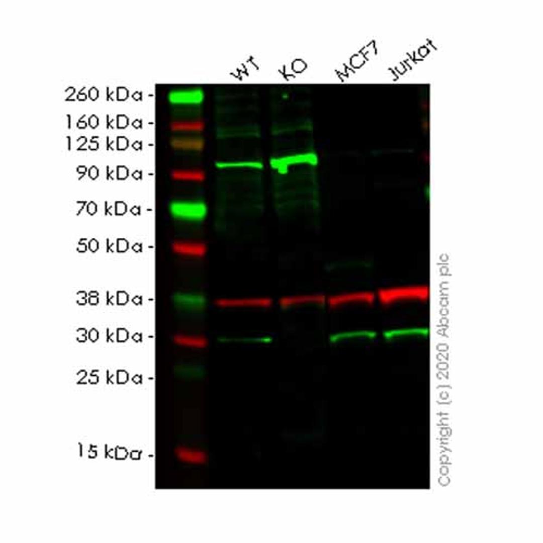 Human PSME1 knockout HEK293T cell line - Abcam plc - Life Sciences