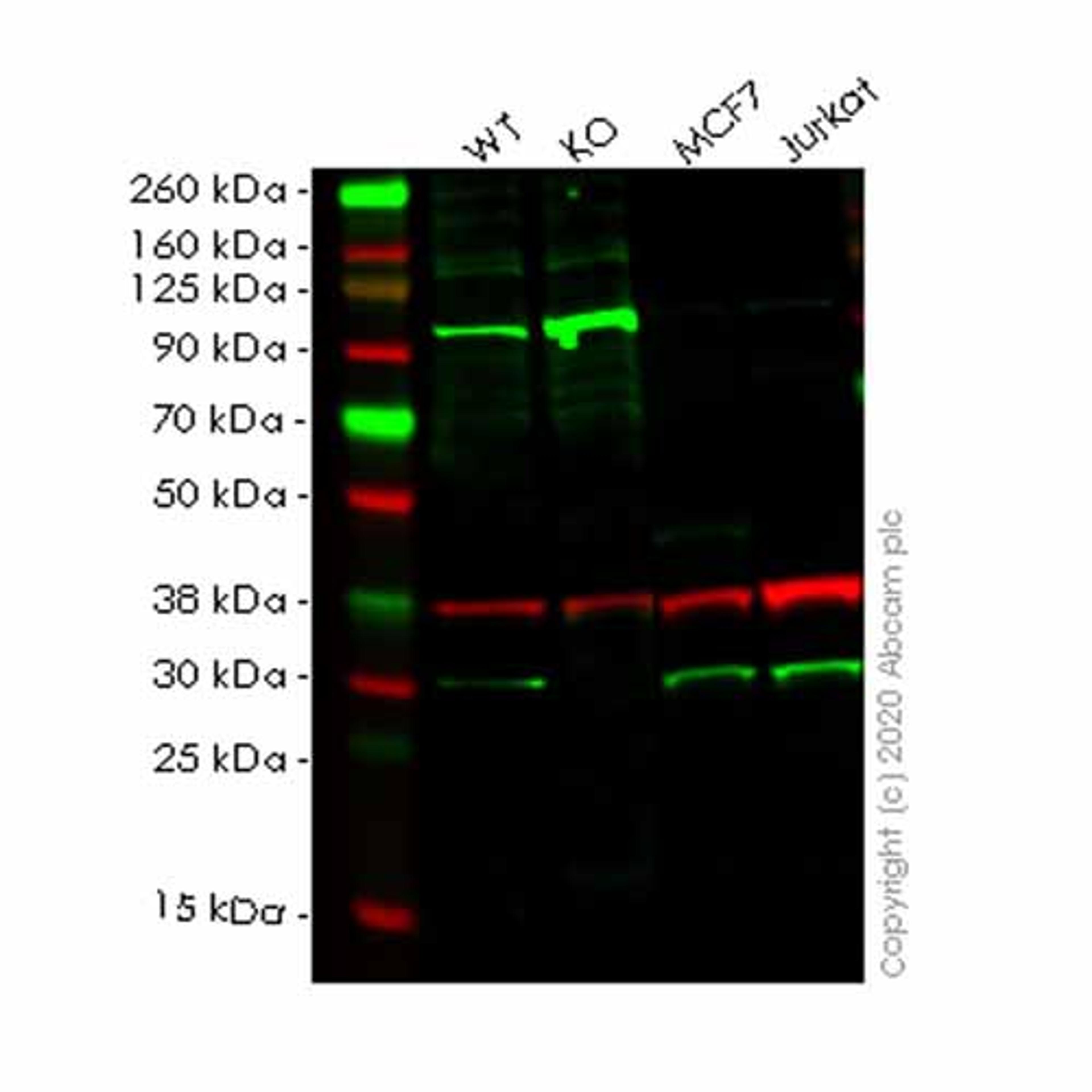 Human PSME1 knockout HEK293T cell line - Abcam plc - Life Sciences