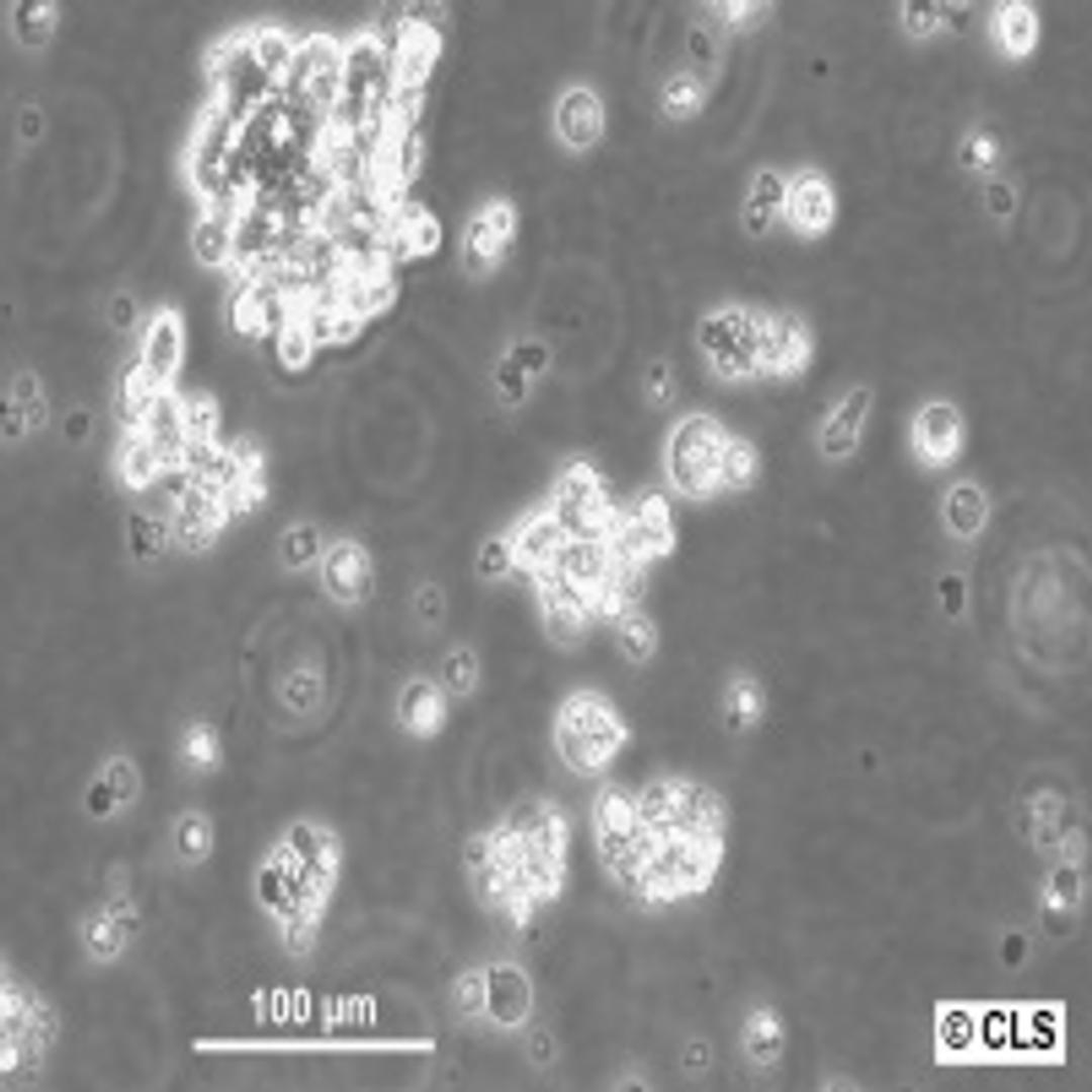 SCLC-21H - Cell Lines Service GmbH - Life Sciences
