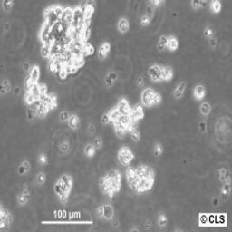 SCLC-21H - Cell Lines Service GmbH - Life Sciences