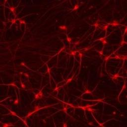 CRISPR-Ready ioGlutamatergic Neurons™ - bit.bio - Life Sciences