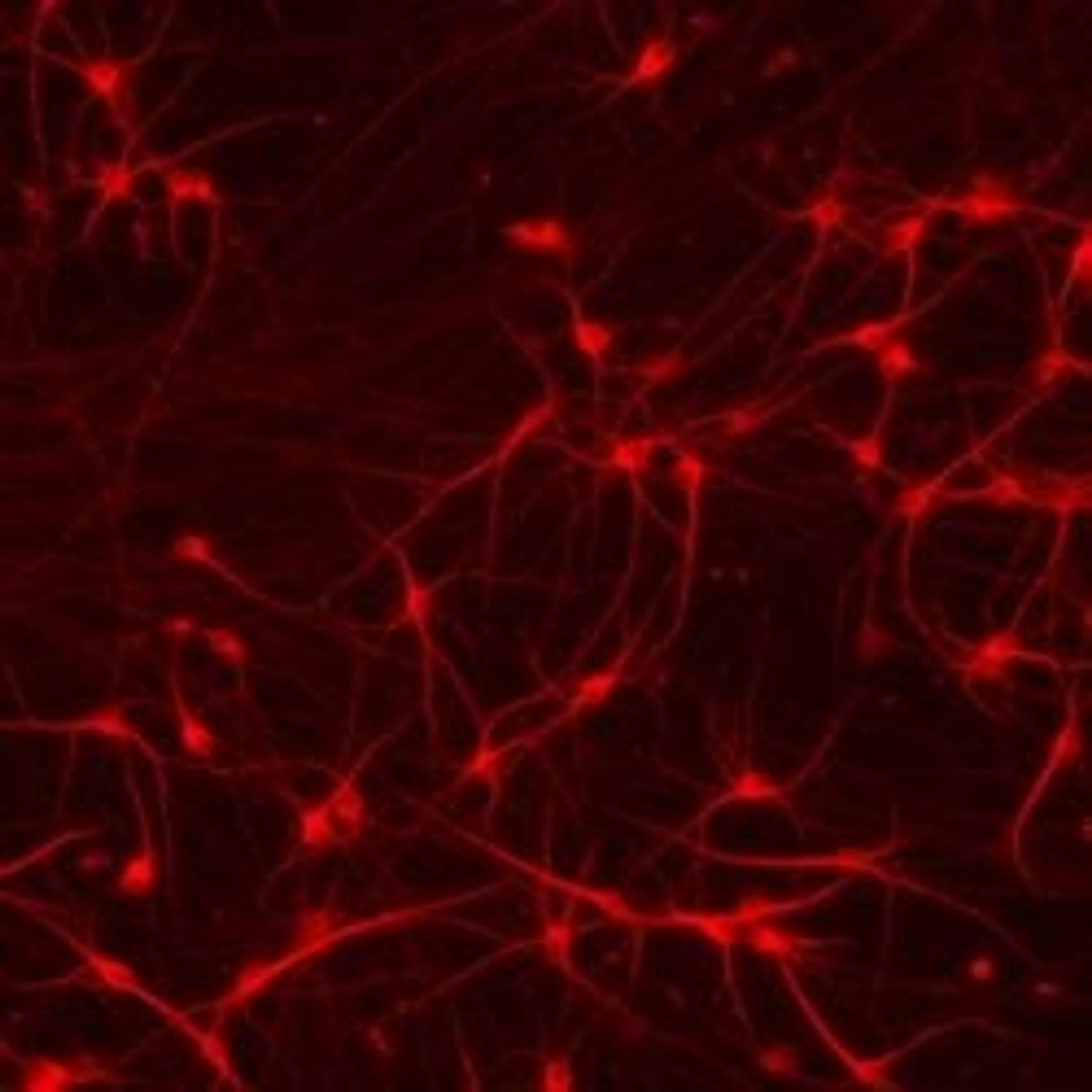 CRISPR-Ready ioGlutamatergic Neurons™ - bit.bio - Life Sciences