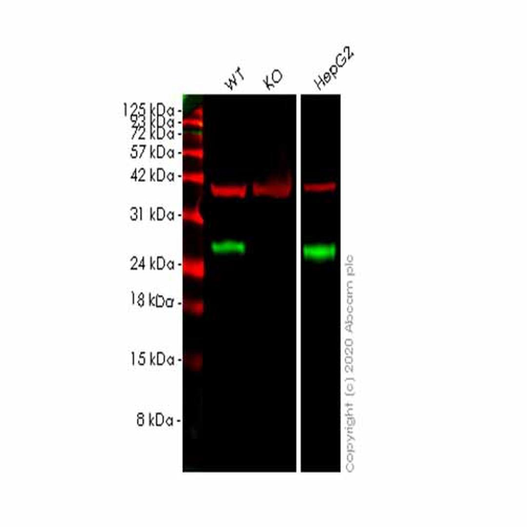 Human BAG2 knockout HeLa cell line - Abcam plc - Life Sciences