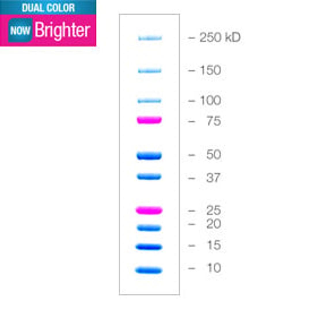 Precision Plus Protein™ Dual Color Standards, 500 µl - Bio-Rad - Life Sciences