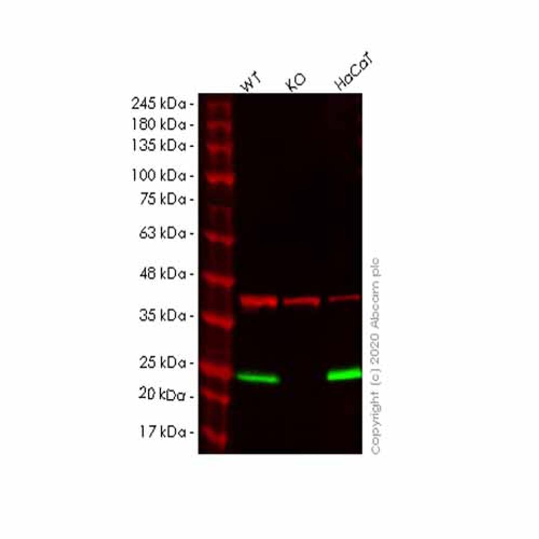 Human PERP knockout HeLa cell line - Abcam plc - Life Sciences