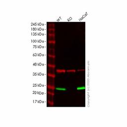 Human PERP knockout HeLa cell line - Abcam plc - Life Sciences