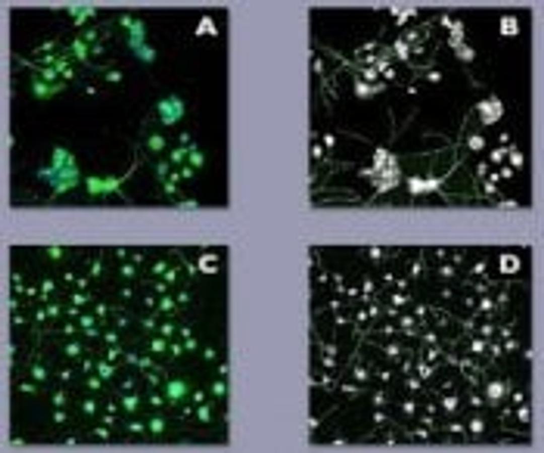 Neuroscreen™;-1 Cells, Commercial Package - null - Life Sciences