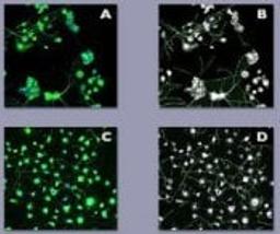 Neuroscreen™;-1 Cells, Commercial Package - null - Life Sciences