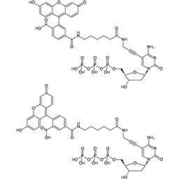 Fluorescein-12-dCTP - Jena Bioscience - Life Sciences