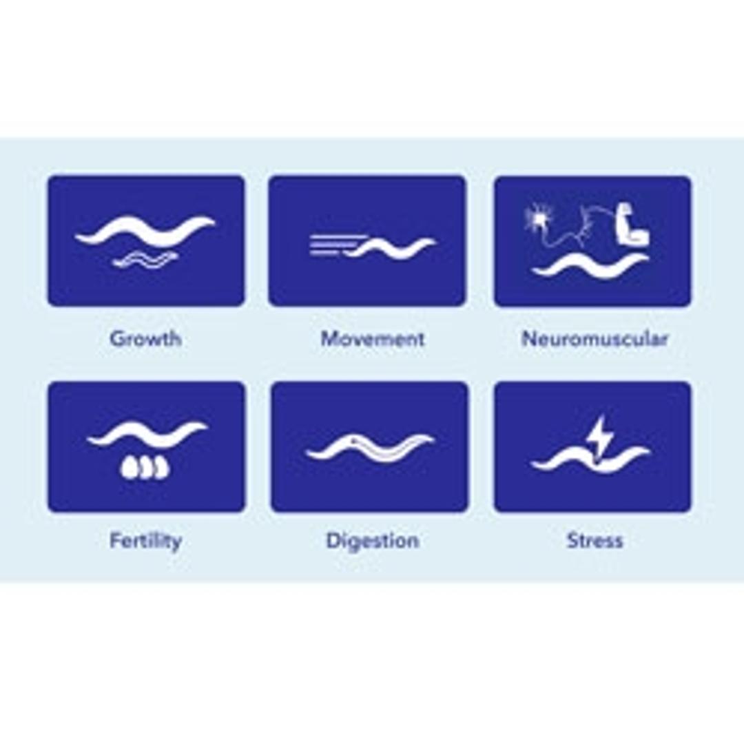 Transgenic and Knockout Analysis - InVivo Biosystems - Life Sciences