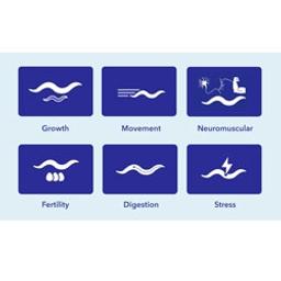 Transgenic and Knockout Analysis - InVivo Biosystems - Life Sciences