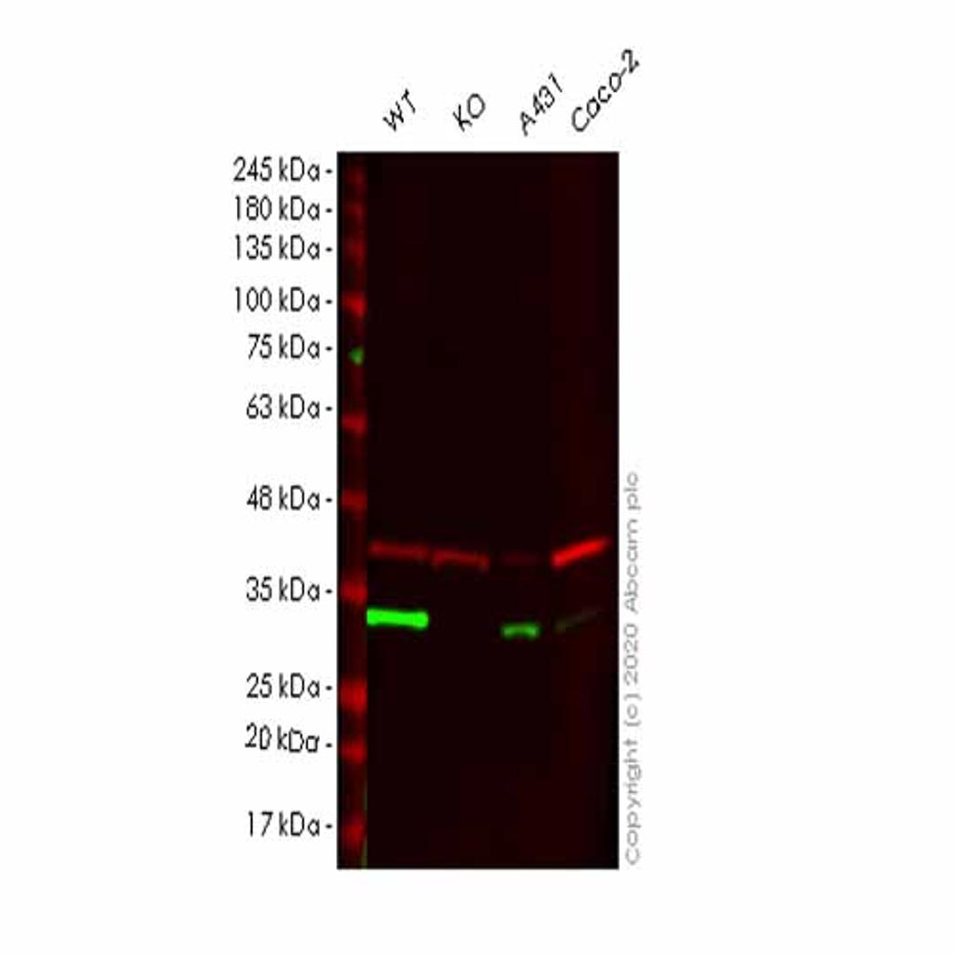 Human CA2 (Carbonic anhydrase 2) knockout HEK293T cell line - Abcam plc - Life Sciences