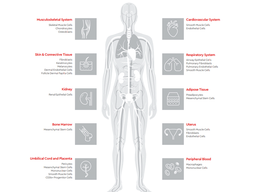 HLA-Typed Human Primary Cells - PromoCell GmbH - Life Sciences
