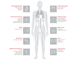 HLA-Typed Human Primary Cells - PromoCell GmbH - Life Sciences